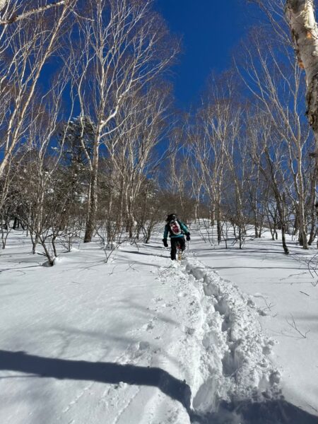 木々の間から見える山頂を目指してラッセルするもおすけの後ろ姿