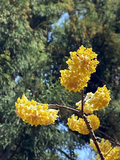 枝先にまとまって咲くみつまたの花