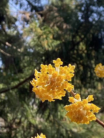 春先の山で咲く黄色いみつまたの花