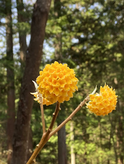 日差しを受けて輝くみつまたの花
