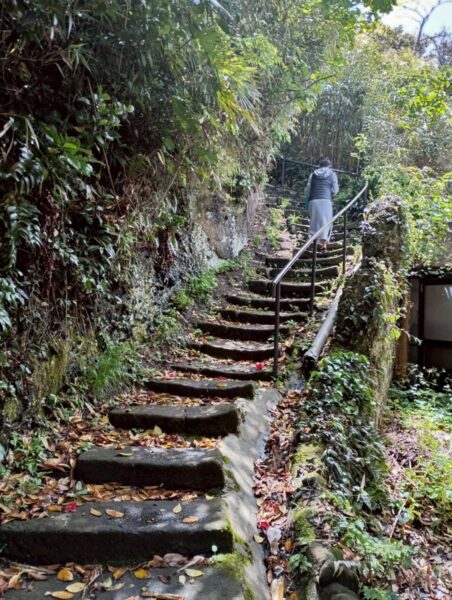 女性が宿根木の山手の石段を登る後ろ姿、緑に囲まれた散策路