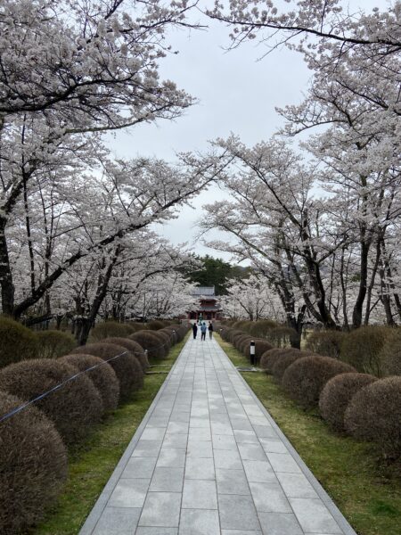 聖光寺の参道を彩る満開の桜のトンネル